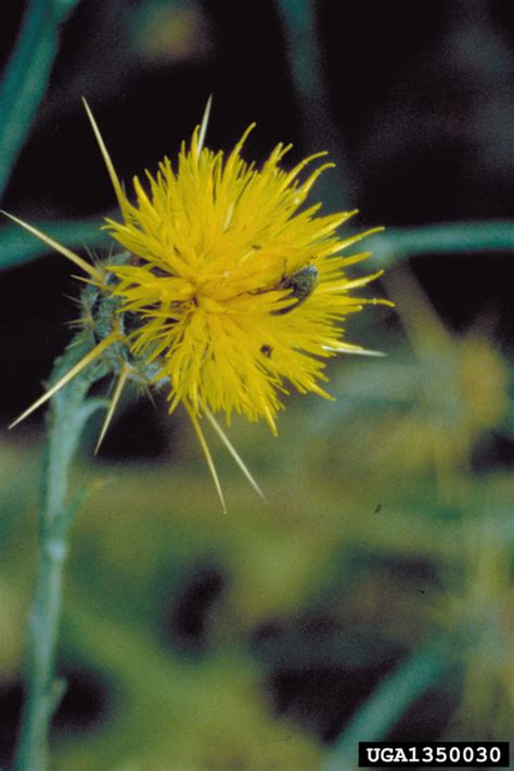 Starthistle/Chapter 2: Biology of Yellow Starthistle Biocontrol Agents ...