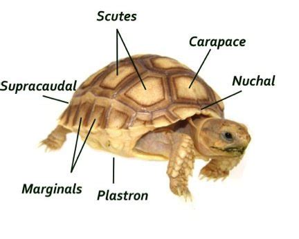 Russian Tortoise Information and Facts