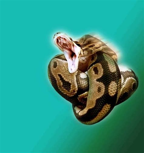 Ball Python Bite - Does It Hurt? What You Need To Know