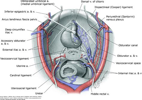 Iliopectineal Ligament | www.imagenesmy.com