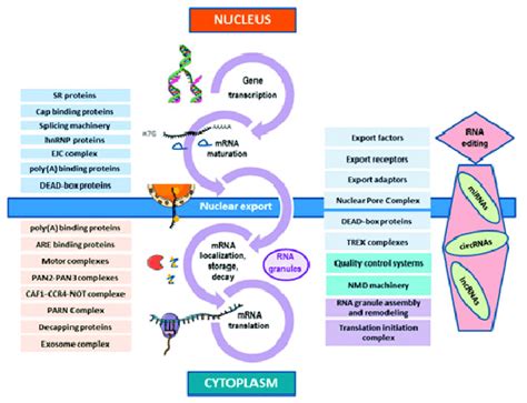 The mRNA life-cycle. This figure sums-up the different steps of the ...