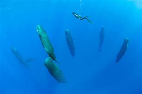 How Do Whales Sleep? – Special Tours