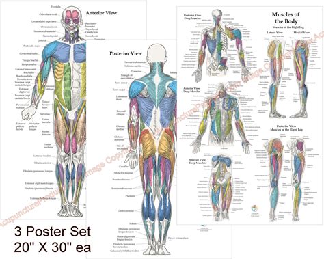 Muscle Anatomy | ubicaciondepersonas.cdmx.gob.mx