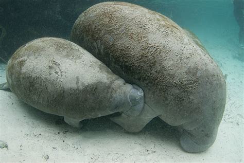 30+ Manatee Feeding Stock Photos, Pictures & Royalty-Free Images - iStock