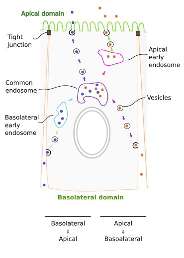 The cell. More information. Transcytosis. Atlas of Plant and Animal Histology