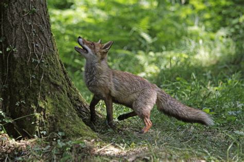 30+ Red Fox Full Body Profile Stock Photos, Pictures & Royalty-Free ...