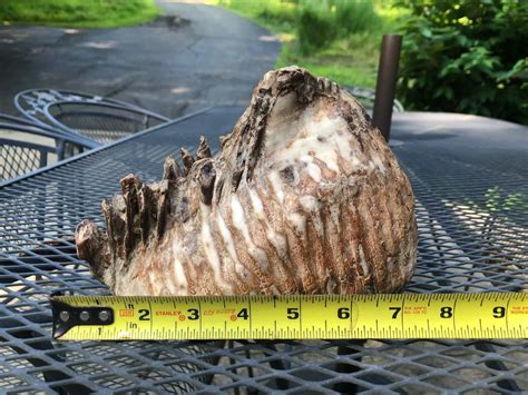 A 12-Year-Old Boy Found an Ancient Woolly Mammoth Tooth During a Vacation in Ohio