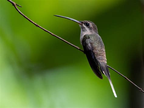 Losing genes can be good, hummingbirds are a nice example - Mapping Ignorance