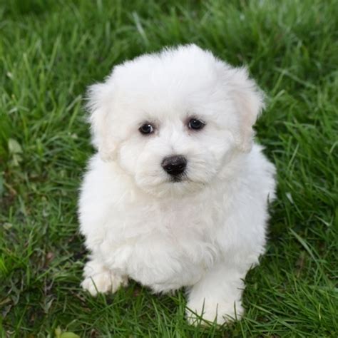 Chip, a White Male Biton Puppy 640785 | PuppySpot