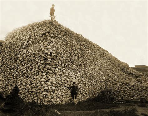 Pile of Bison Skulls Painting by American School - Fine Art America