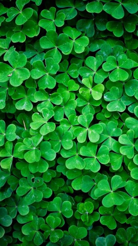 Lucky Charm: Green Clovers Growing in the Ground