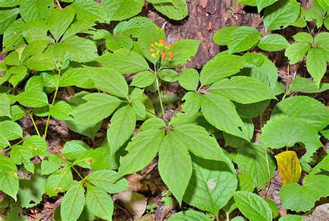 Ginseng | Description, Traditional Medicine, & Species | Britannica