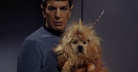 Star Trek's unicorn dog is adorable. Help us identify him. | Star trek ...