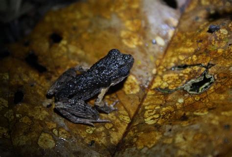 Frogs Singing in Malaysian Swamp at Dusk Judged to Be 'Most Beautiful ...