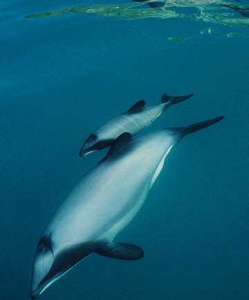 Only 55 Adult Maui's Dolphins Remain In the World, Help MAJORLY Needed! | Featured Creature