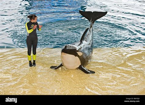 killer whale and woman Stock Photo - Alamy