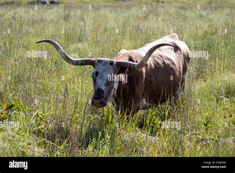 Beef Cattle Horns Texas Long Horn Texas LongHorn Stock Photo - Alamy