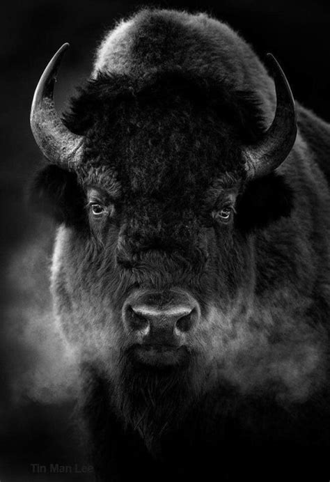 Reality Illustrated | Animals wild, Buffalo animal, Buffalo pictures