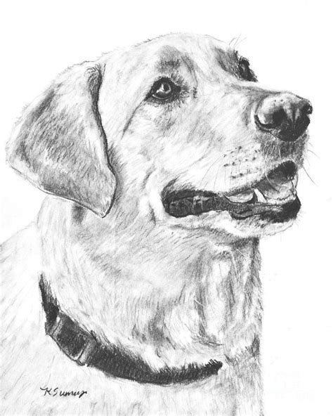 Charcoal Drawing Yellow Lab In Profile Drawing by Kate Sumners