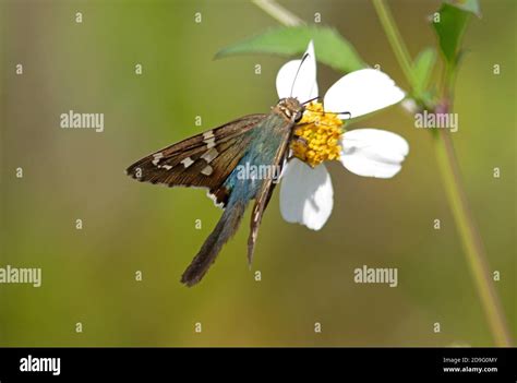 Long-tailed Skipper butterfly (Urbanus proteus) adult feeding at flower ...