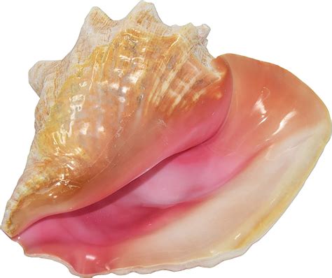 Nautical Beach Decor Boxed Jumbo Huge Bahama Queen Conch Seashell (Pink) - Bahamas Pink Conch ...