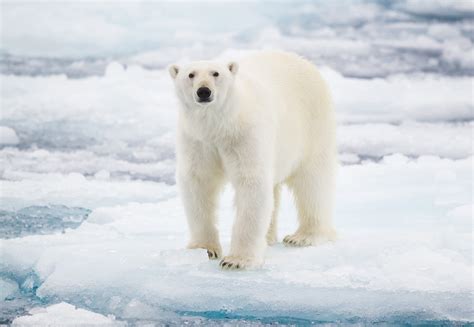 Why Do Polar Bears Need Ice to Survive? | Reader's Digest