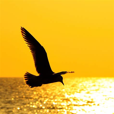 Seagull silhouette at golden sunset by Evgeny Sementsov / 500px