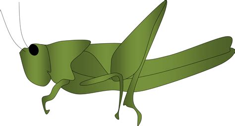 Download Grasshopper Clipart 4 - Belalang Clipart - Png Download ...