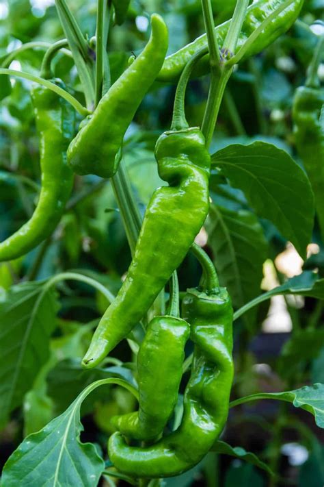 Pepper Anaheim Chili - Moss Greenhouses