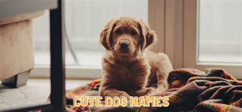 28 Cute Dog Names for Your Adorable New Pup - Sincerely, Calla