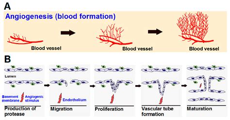 Biomedicines | Free Full-Text | The Role of Angiogenesis in Cancer ...