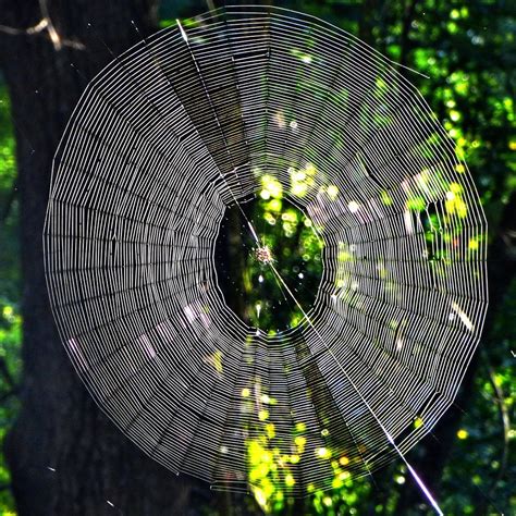 🔥 The completed web of the spiny orb-weaver spider is a work of art ...