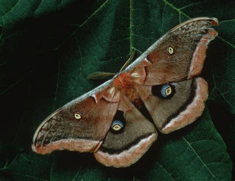 Moth Facts, Types, Classification, Habitat, Diet, Adaptations Wooly ...