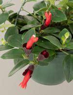 Lipstick Plant Hanging Basket | Unique, rare, vining houseplants for delivery | The Sill