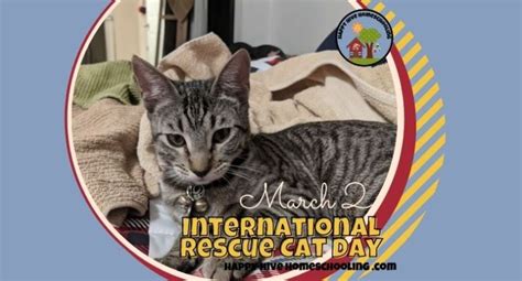 INTERNATIONAL RESCUE CAT DAY - Happy Hive Homeschooling