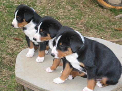 Three Appenzeller Sennenhund puppies photo and wallpaper. Beautiful ...