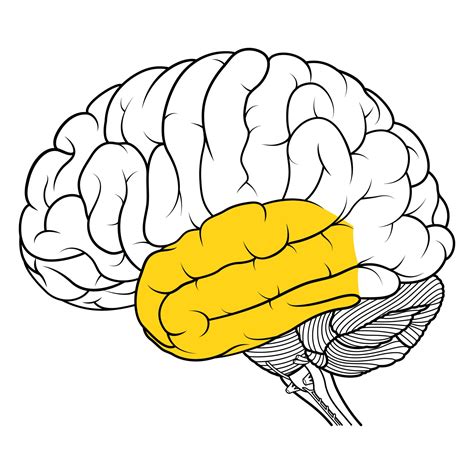 Temporal Lobe: Definition, Functions, Location & Damage