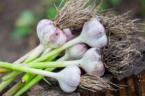 How To Harvest Garlic And Store It Fresh From The Garden