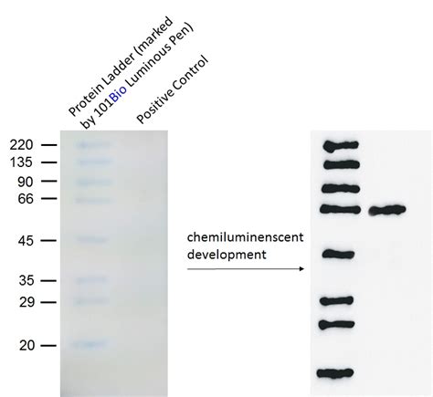 WB Membrane Luminous Pen, Western blot membrane marker pen