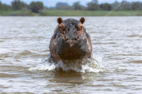 Hippo attacks while defending territory — Stock Photo © mbrand85 #115560948