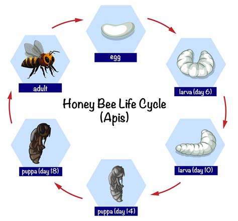 Download Honey bee life cycle Vector Art. Choose from over a million free vectors, clipart ...