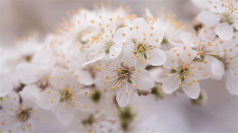 Blossom White Flowers In Blur Background 4K 5K HD Flowers Wallpapers ...