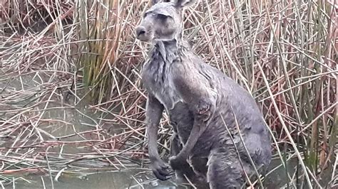 Kangaroo attack footage a warning to dog owners,landholders | Goulburn ...