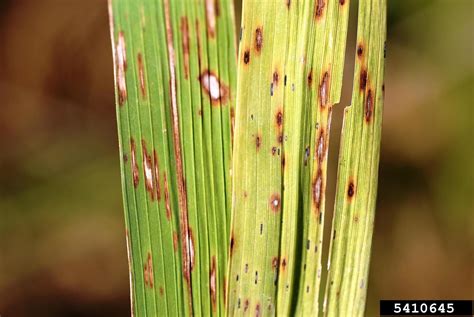 Rice Narrow Brown Leaf Spot: Controlling Rice With Narrow Brown Leaf Spot