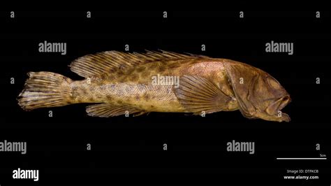 Epinephelus quoyanus, longfin grouper Stock Photo - Alamy