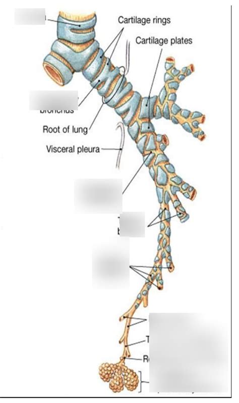 bronchioles Diagram | Quizlet