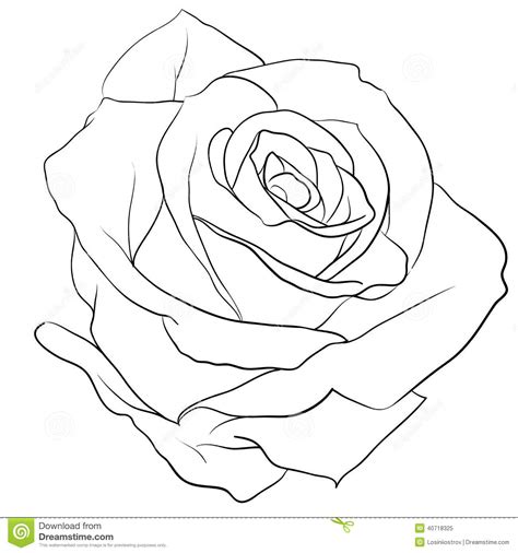 knumathise: Realistic Rose Drawing Outline Images