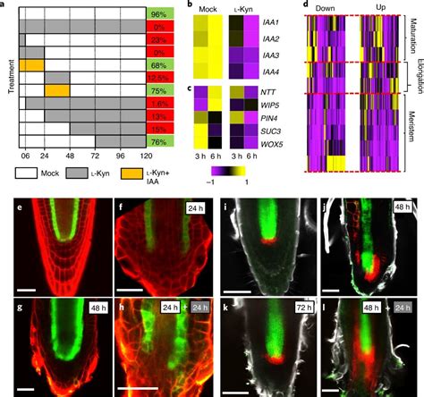 Local auxin biosynthesis is required for root regeneration after ...