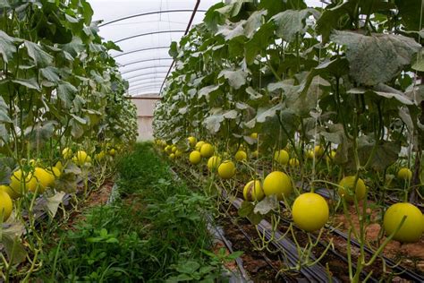 Canary Melon: Description, Flavor, And Uses - Gardeners' Magazine