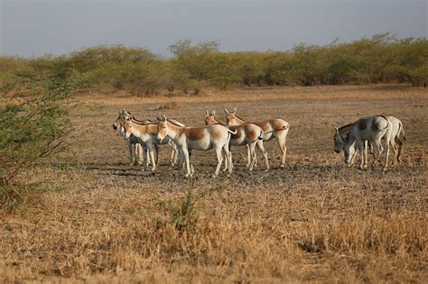 Kutch Sustainable Tourism Practices - GreenTourism